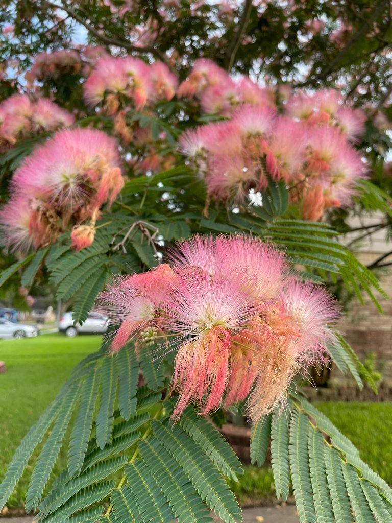 High-alkaloid inner root bark